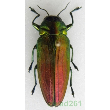 Belionota mniszechii Deyrolle, 1864 Indonesia, Halmahera